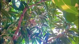 Our  Mango Tree