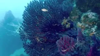 Scuba Diving in Ustica, Sicily with Orca Diving Ustica, 2014