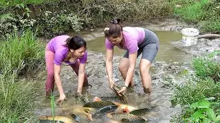 Perjalanan dua tahun Menemukan Banyak Ikan, Tangkapan Ikan KOI yang Menakjubkan di Sawah