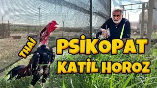 YENİ HOROZUM ( O BİR ŞAMPİYON )@Freebroadcast148 @HarikalarDiyarii