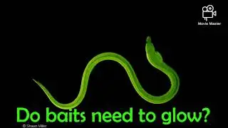Uv lugworm, bait, sea fishing, uk, shore fishing, underwater bioluminescence in action!!!!