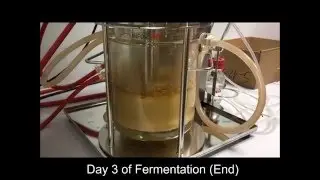 Submerged-Solid-Substrate Fermentation of Sugarcane Bagasse