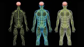মানবদেহের জন্য প্রয়োজন মৌলগুলো #MHHM Elements needed by the human body #humanbody #bodyparts