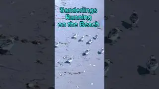 Sanderlings Running on the Beach! #shorebirds #funforkids #nature #this I birdlovers #birds