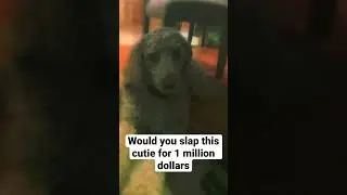 #dog #crazy #move #adele #angel #barking #carryinglove #cutiepie #dancing #devil