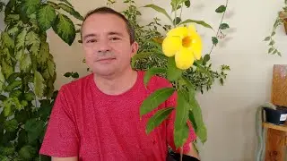 Alamanda como plantar e cuidar.