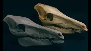 TUTORIEL -  MOULAGE : Tirage d'un crâne de sanglier en résine