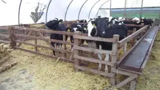 Compact feeding for intensive Scottish set up