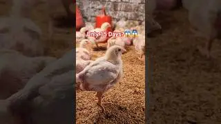 15 Days Broiler Chicks Update 🐥| Growth Check | Farming Bangladesh #poultryfarming #chicken #shorts