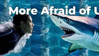SHARKS Aren't Scary, Humans Are