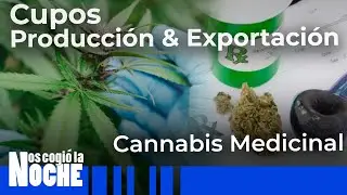 &iquest;C&oacute;mo funcionan los cupos de producci&oacute;n y exportaci&oacute;n del cannabis medicinal? - Nos Cogi&oacute; La Noche