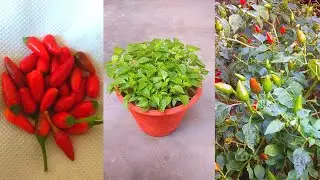 How to grow chili plant from seeds at home ,How to grow chili