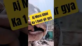 AJ Mera Sibbi bachra ka Dant Gir gya. #sibbibull #sibbilover #sibi