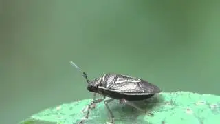Stink Bug (Mormidea lugens)