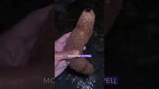 Чем плюется морской огурец 🤯