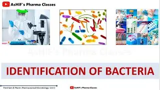 Identification of Bacteria Part 1: Microscopic Morphological Methods