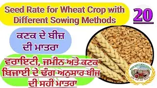 Wheat Seed Rate , different Varieties & Sowing method (ਕਿਹੜੀ ਵਰਾਇਟੀ ਦਾ ਕਿੰਨਾ ਬੀਜ਼) Shergill Markhai