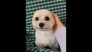 Papillon dog - Natures Wonders