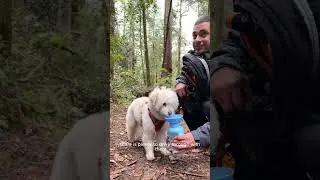 Dog friendly Redwood National Park