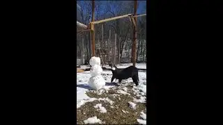 Curious Condor Pecks at Snowman in Missouri Bird Sanctuary