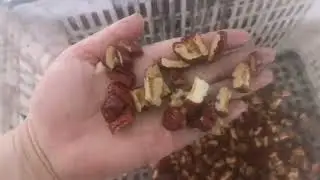 apricot extracting pit machine