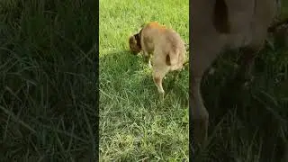 Dog air to prepare dog pear dogs eats fruit while playing #rescuedogs