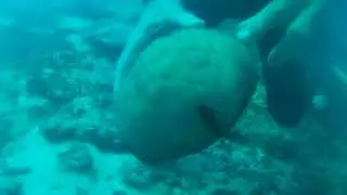 Jim long diver III   Bora Bora   120 foot dive