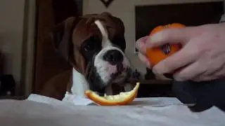 Cute And Obedient Boxer Dog Share Orange With Dad 🍊❤️ NO DROOLING!!!