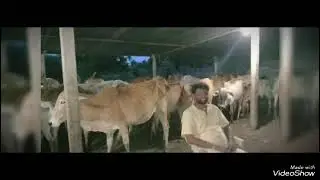 athamananda ashramam go samrakshana//#gosava//