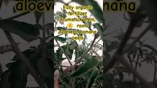 Fully organic fertilizer drumstick stem, 🌼  roots aloevera, banana peel #organic #organicroots #yt