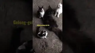Kucing dugem. #shorts  #kucinglucu