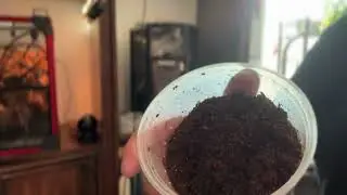 Goliathus goliatus L1&rsquo;s - doing beetle things (getting fed)