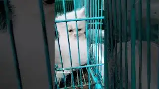 Chandani Chowk Pet Market||Pet Market in Delhi||Persian cat Price||#viralvideo #youtubeshorts #reels