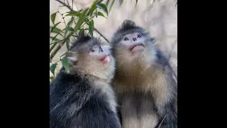 Yunnan snub-nosed monkey born in nature reserve| CCTV English