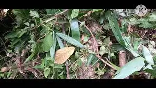 #red lauan seeds and tree #protect environment#nature
