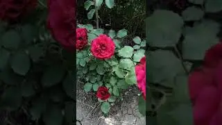 пересорт