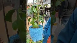Wonderful Passion Fruit plant with Price #shorts #price