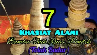 7 khasiat bambu unik ruas pendek _ bambu tulak badar