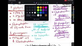 Integration of metabolism part 1