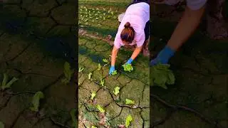 A new way to grow Vegetables  #agricultural #smartfarming