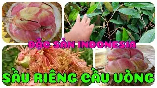 Cây Sầu riêng cầu vồng đặc sản Indonesia 0386569374 -Hoa kiểng Cái Mơn, Chợ Lách- Ngọc Ngân Bến Tre