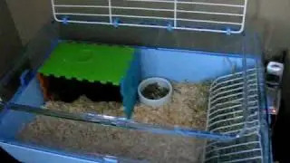 Guinea Pig Play Area!