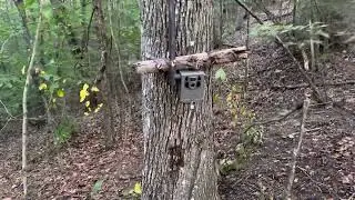 Bear Proofing Trail Camera
