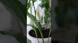 Дышите легко: 7 комнатных растений для борьбы с зимним смогом!