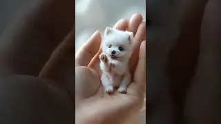 Adorable Fluffy Puppy: Too Cute to Handle! Cuteness Overload