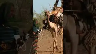 Afar people ⚔️💛