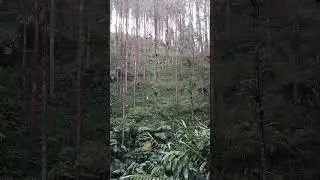 hash house harriers indonesia