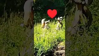 #scrat #finds #furry #love #viral