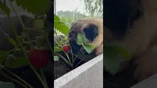 First strawberry harvest of the season from my garden 🍓 #pug #dog #cute #strawberry #asmr #shorts