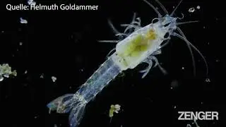 New Shrimp Species Discovered In Aquarium's Own Tank